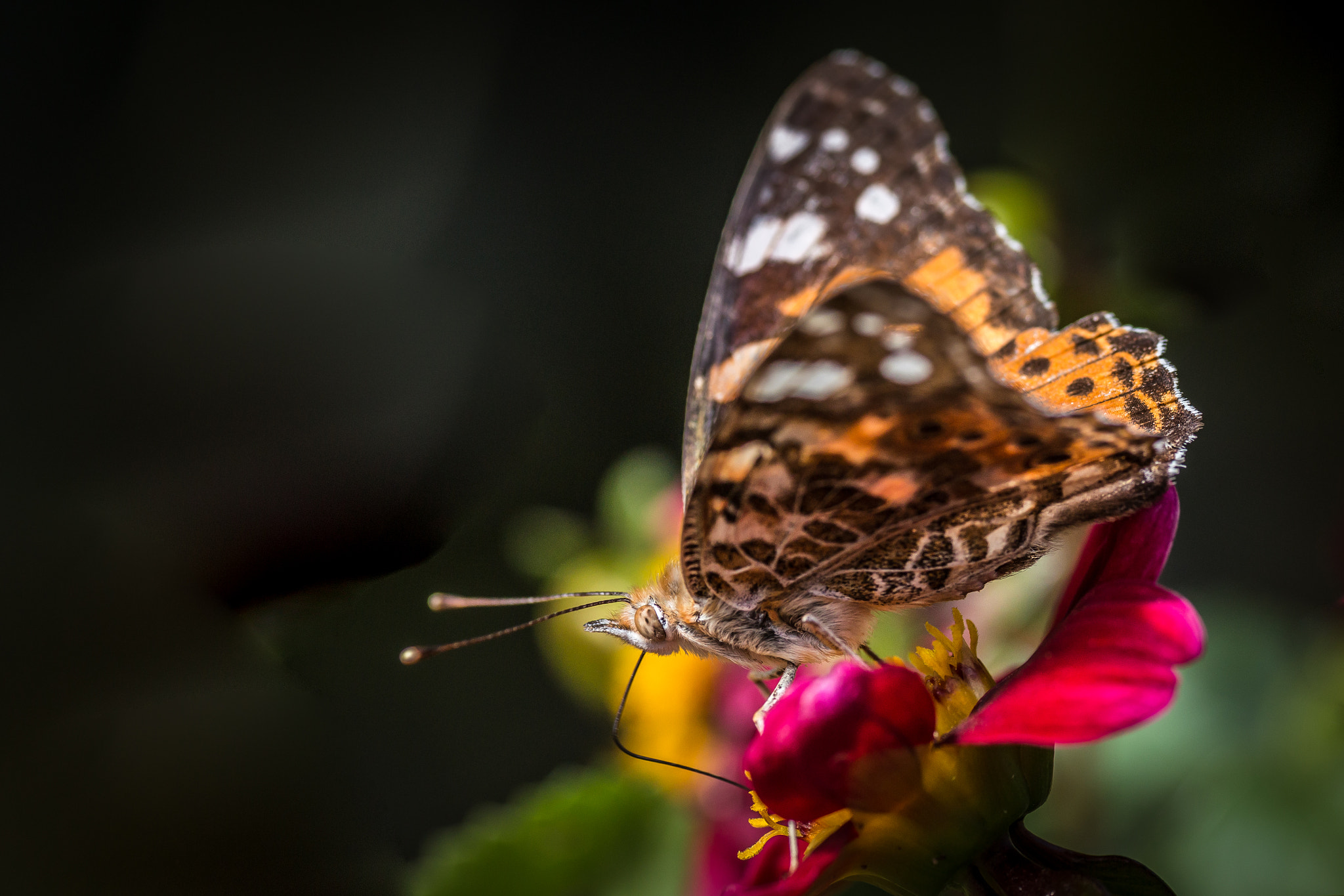 Sigma APO Macro 180mm F2.8 EX DG OS HSM sample photo. Butterfly photography