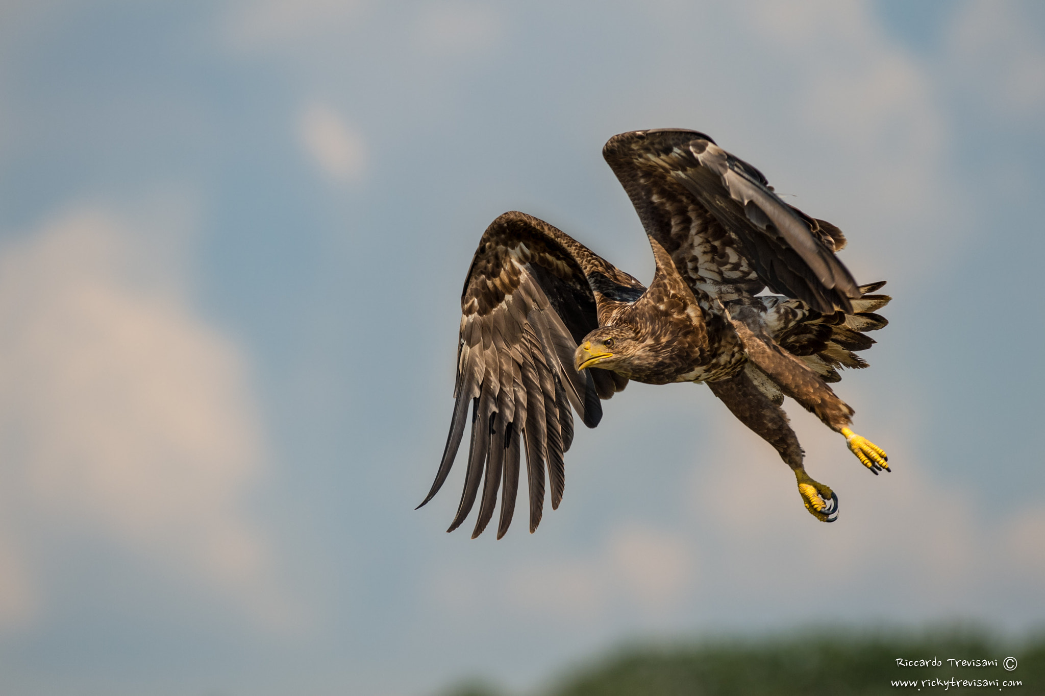 Nikon AF-S Nikkor 300mm F2.8G ED VR II sample photo. White tailed eagle photography