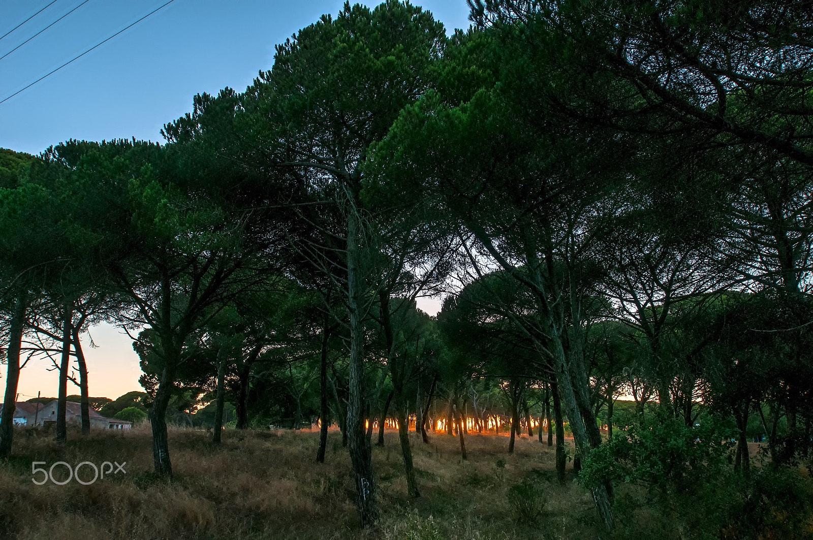 Nikon AF-S Nikkor 17-35mm F2.8D ED-IF sample photo. Between the trees photography