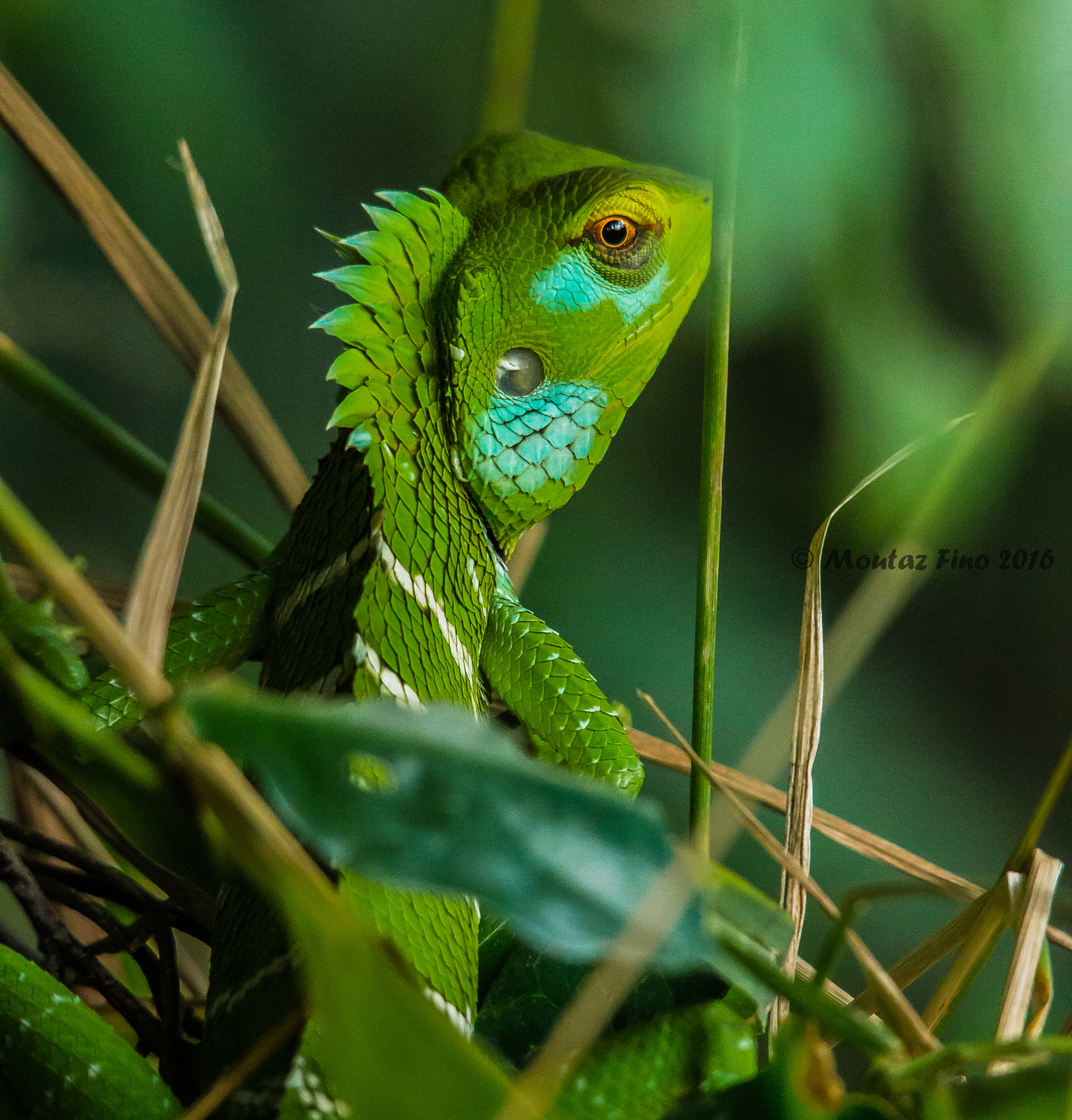 Sigma 150-500mm F5-6.3 DG OS HSM sample photo. Green forest lizard (calotes calotes) photography
