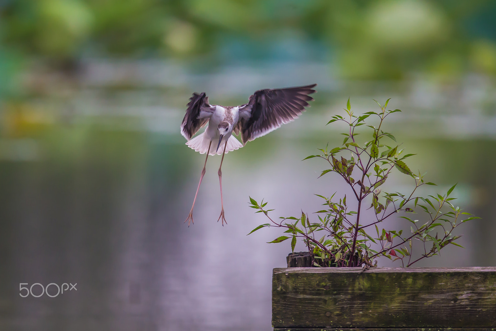 Canon EF 500mm F4L IS II USM sample photo. Hovering stilt photography