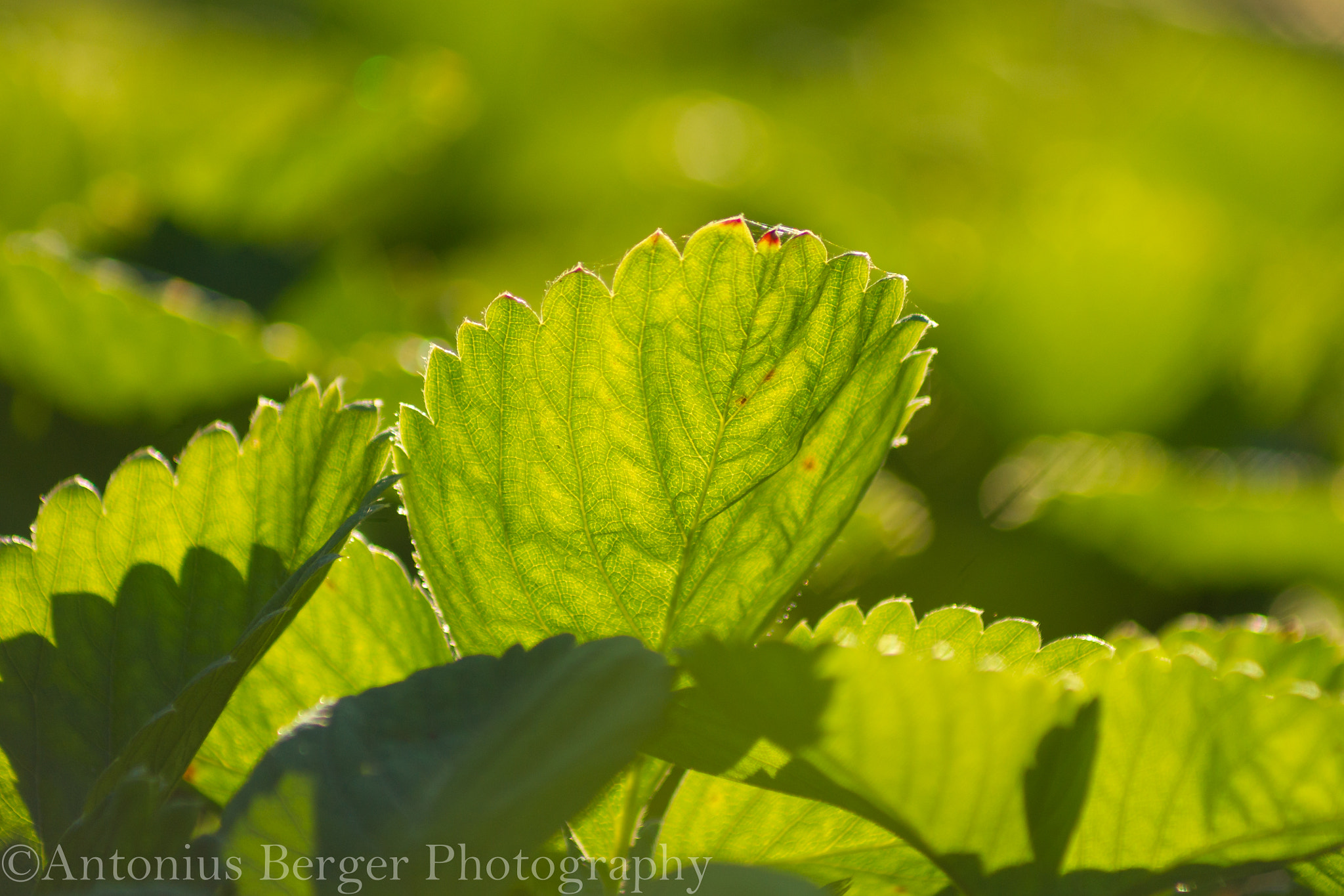Sony Alpha DSLR-A500 + Sony 75-300mm F4.5-5.6 sample photo. Leaves in sunlight photography