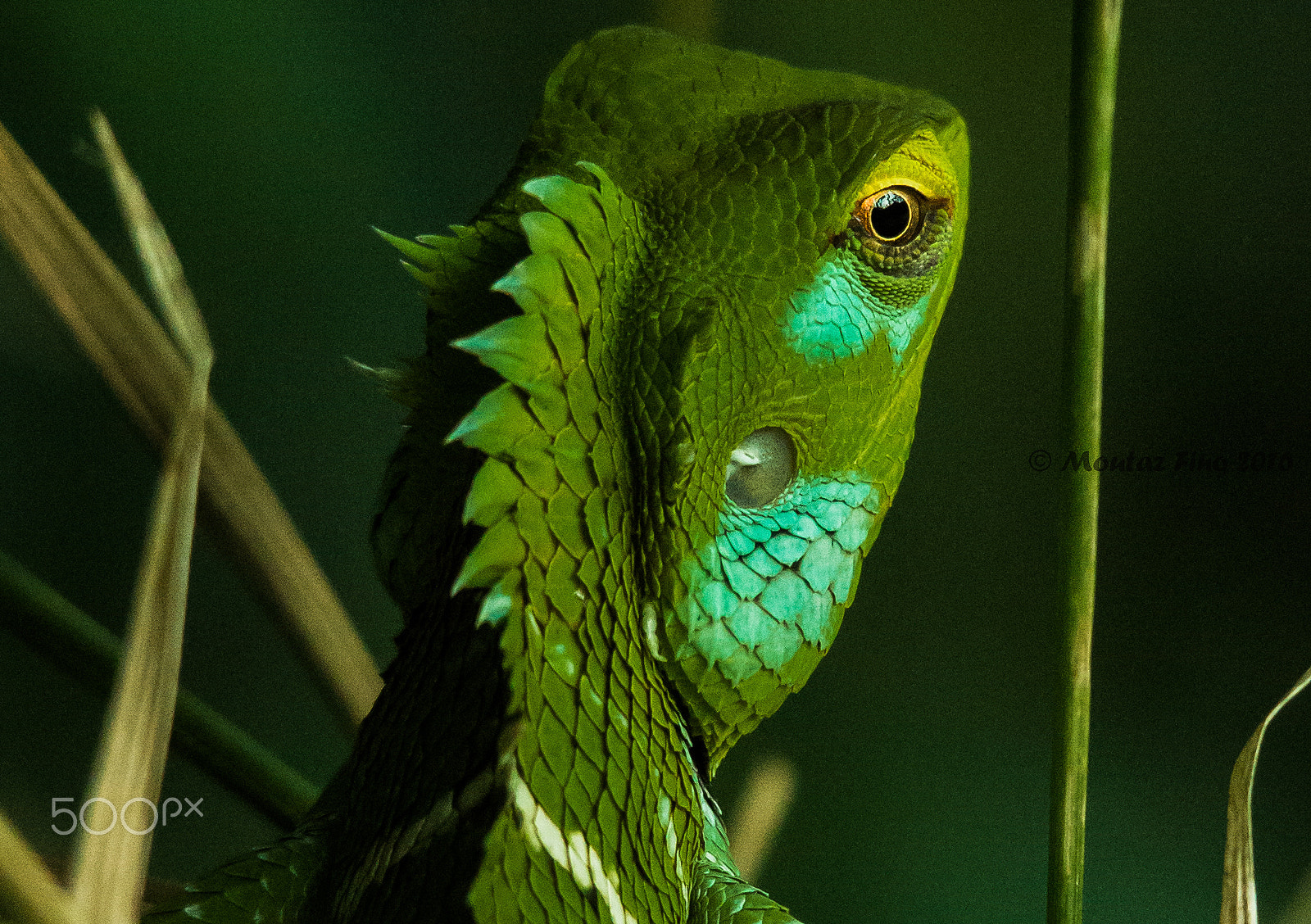 Sigma 150-500mm F5-6.3 DG OS HSM sample photo. Common green forest lizard photography