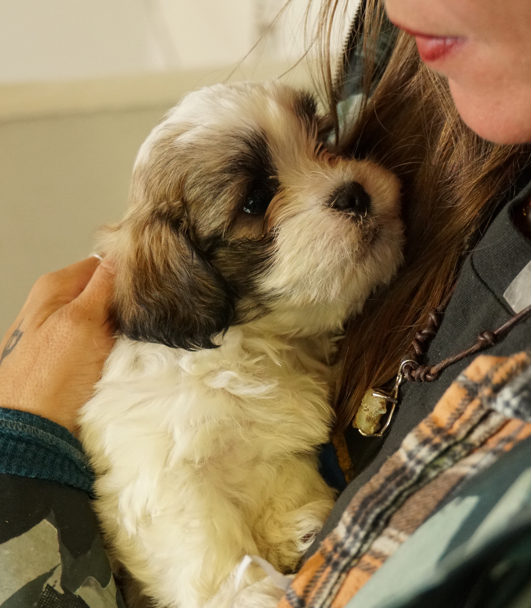 Sony E 18-200mm F3.5-6.3 OSS LE sample photo. Bear...our new pup! photography