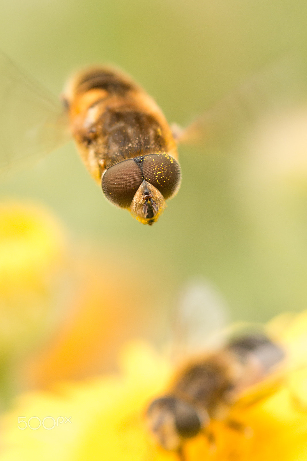 Sigma 105mm F2.8 EX DG Macro sample photo. Flying insect photography