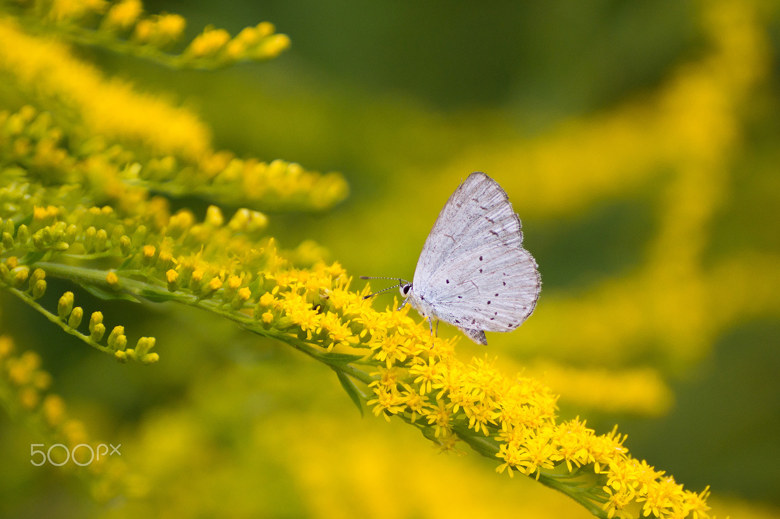 Tamron SP 70-300mm F4-5.6 Di USD sample photo. Little butterfly photography