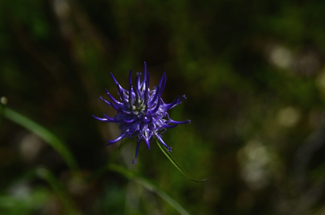 Sigma 28-300mm F3.5-6.3 DG Macro sample photo. Spinoso? photography