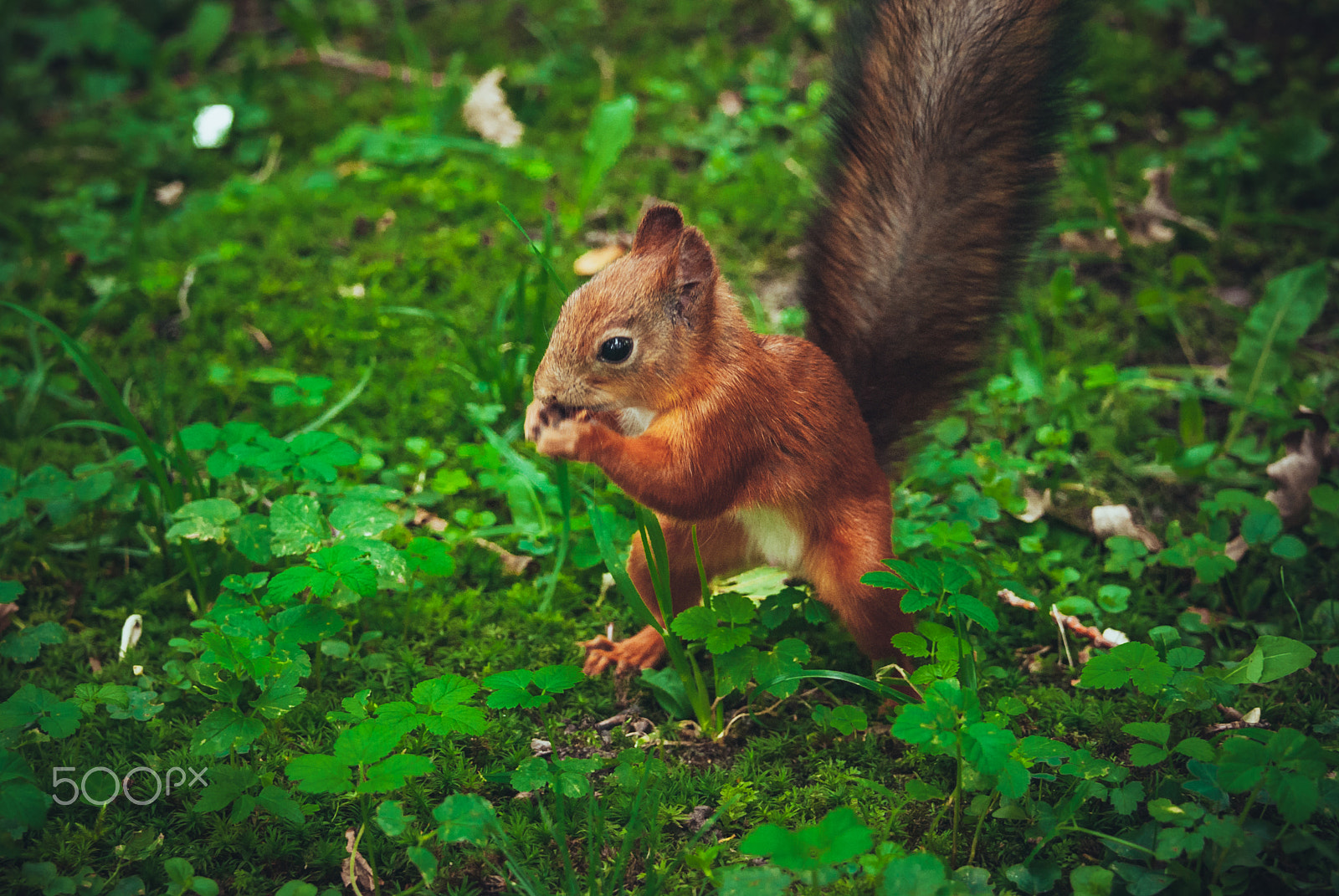 Nikon D3000 sample photo. Squirrel with nut photography