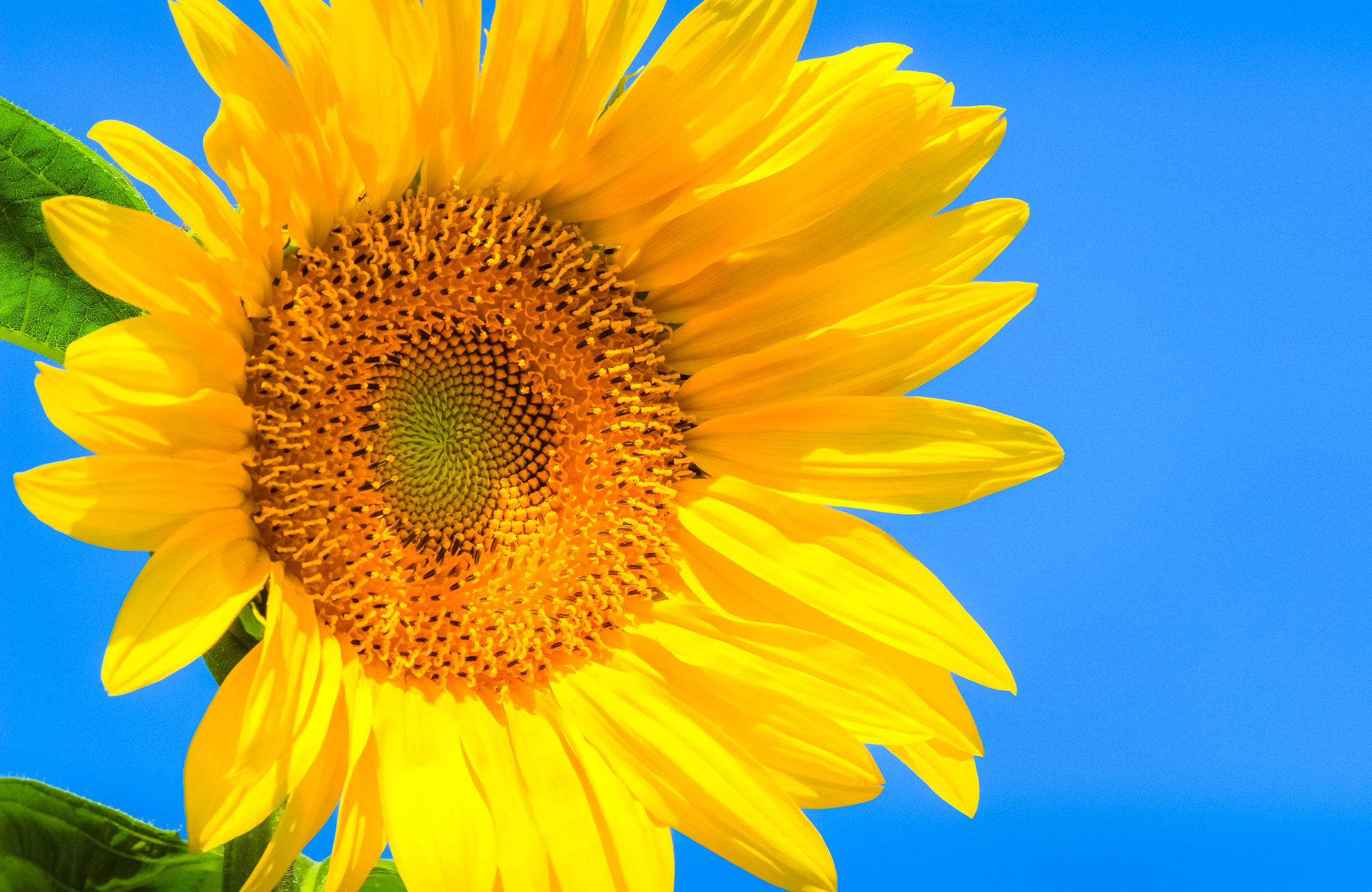 Canon EOS 650D (EOS Rebel T4i / EOS Kiss X6i) sample photo. Summer goddess photography