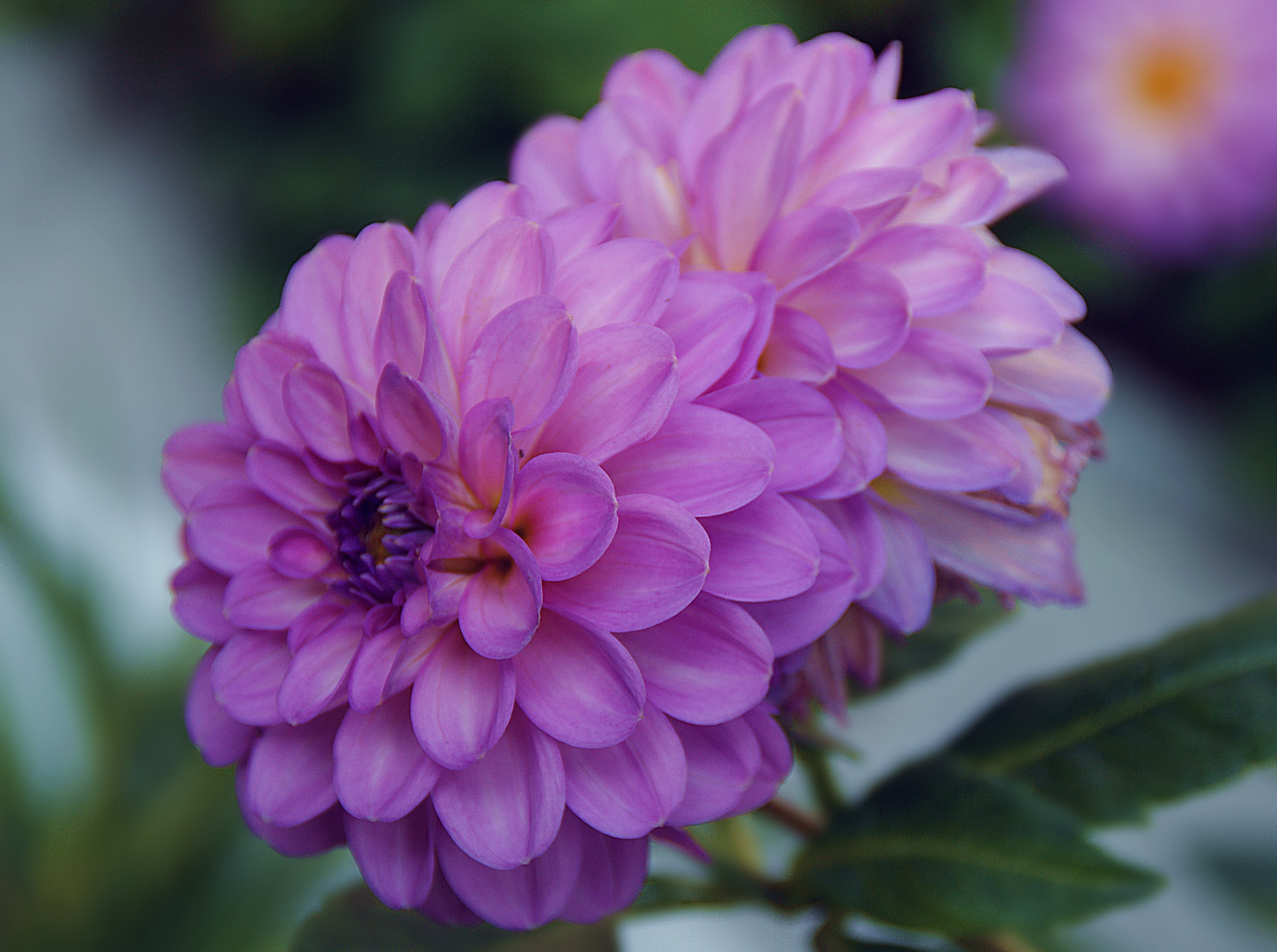 Sony Alpha DSLR-A290 sample photo. Untitled photography