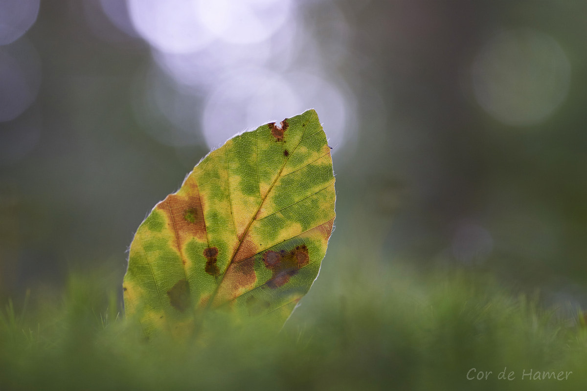 Sony SLT-A77 + Tamron SP AF 90mm F2.8 Di Macro sample photo. Fallen leaf photography