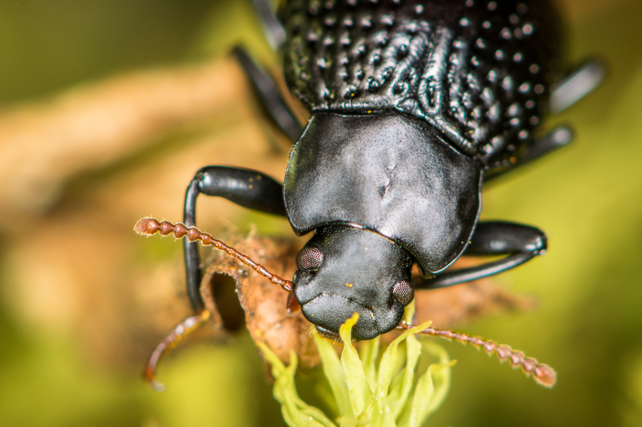 Nikon AF-S Micro-Nikkor 105mm F2.8G IF-ED VR sample photo. Beetle portrait photography