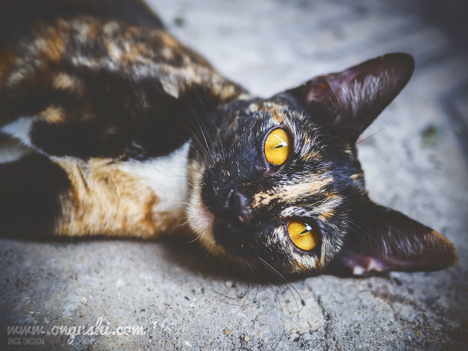 Olympus OM-D E-M10 II + LUMIX G 20/F1.7 II sample photo. Cat 133: molten rock photography