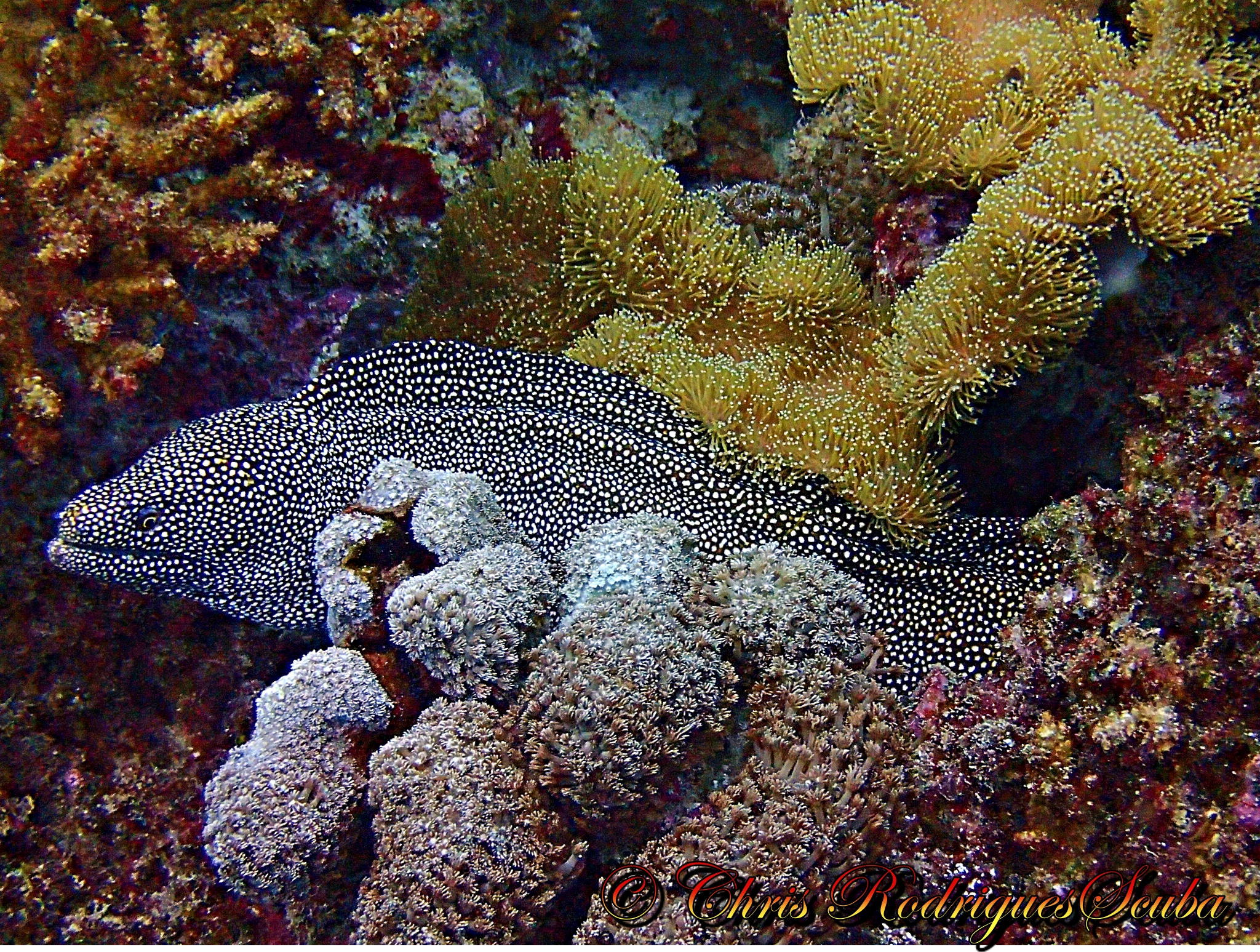Olympus TG-1 sample photo. Whitemouth moray photography