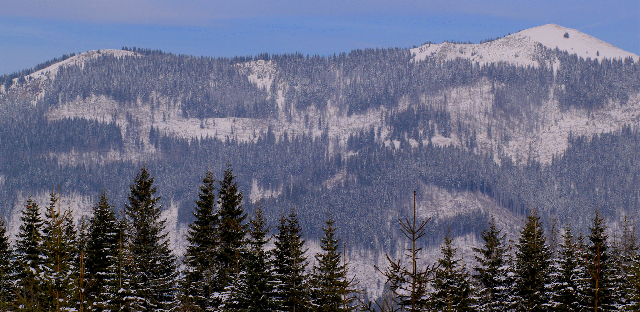 Canon EOS 500D (EOS Rebel T1i / EOS Kiss X3) + Canon EF 85mm F1.8 USM sample photo. Pines in zakopane, poland photography