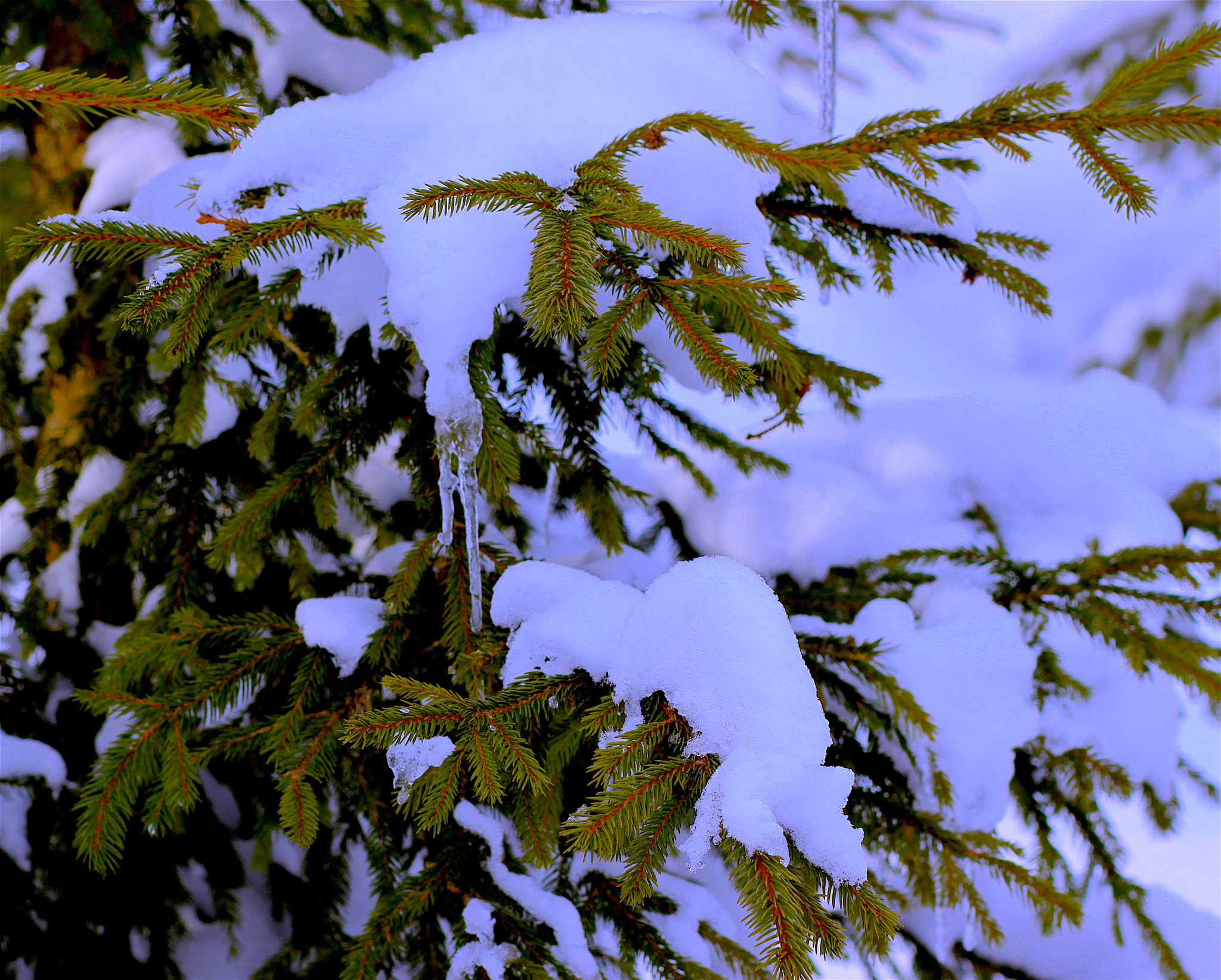 Canon EOS 500D (EOS Rebel T1i / EOS Kiss X3) + Canon EF 85mm F1.8 USM sample photo. Snowy pine photography