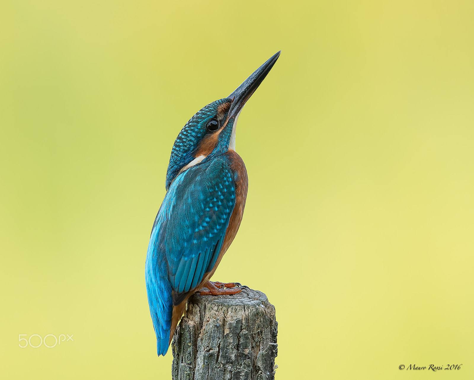 Nikon AF-S Nikkor 500mm F4E FL ED VR sample photo. " what's the weather today?"  mr. the kingfisher photography