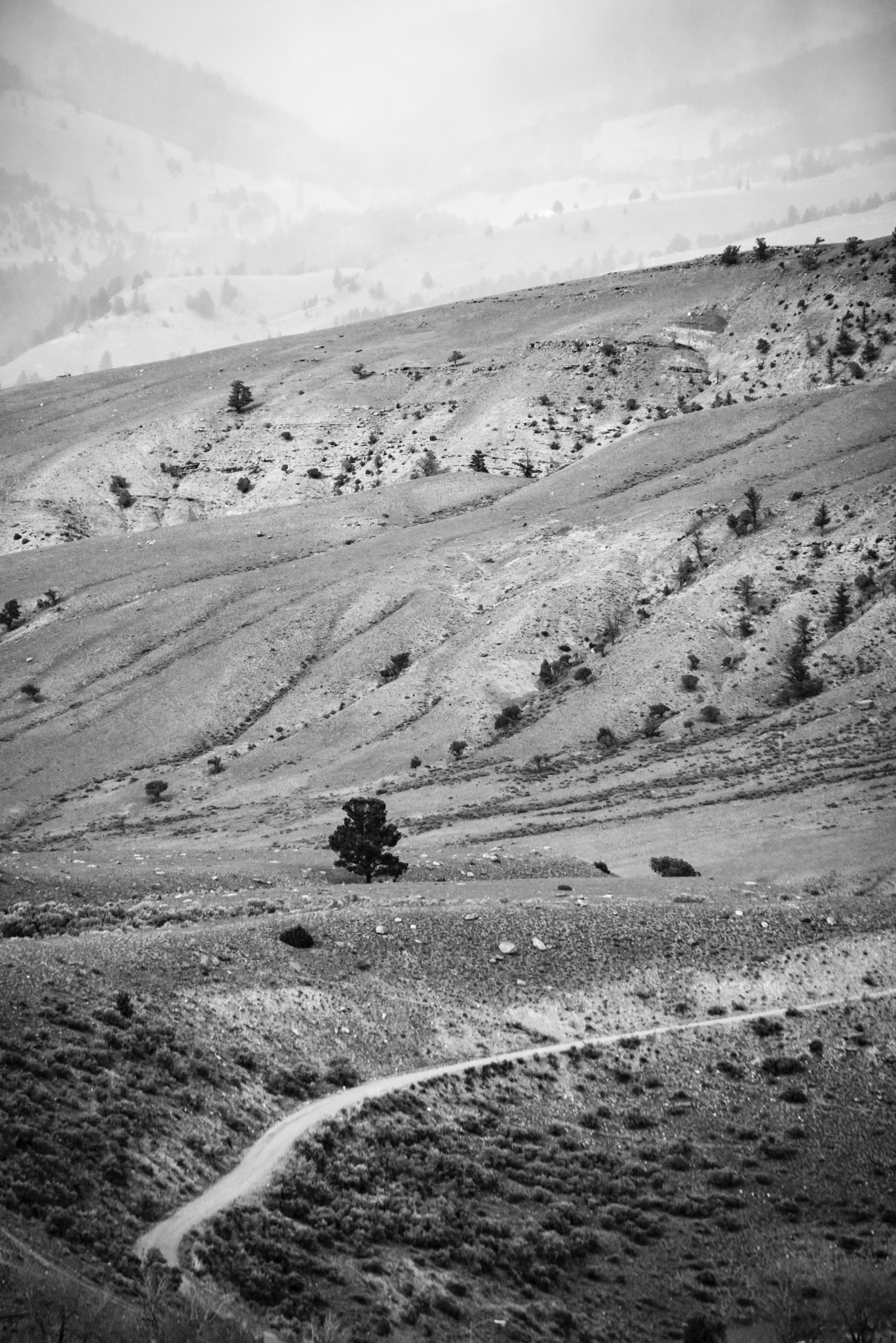 Sigma APO 100-300mm F4 EX IF HSM + 1.4x sample photo. One tree one road photography