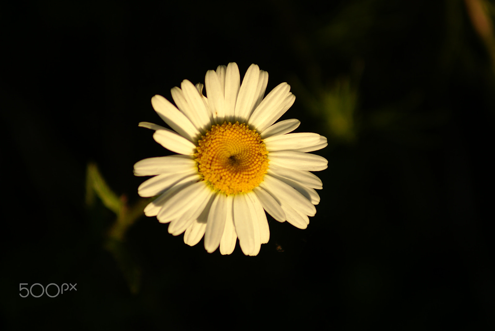 Sony 75-300mm F4.5-5.6 sample photo. The sun goes down photography