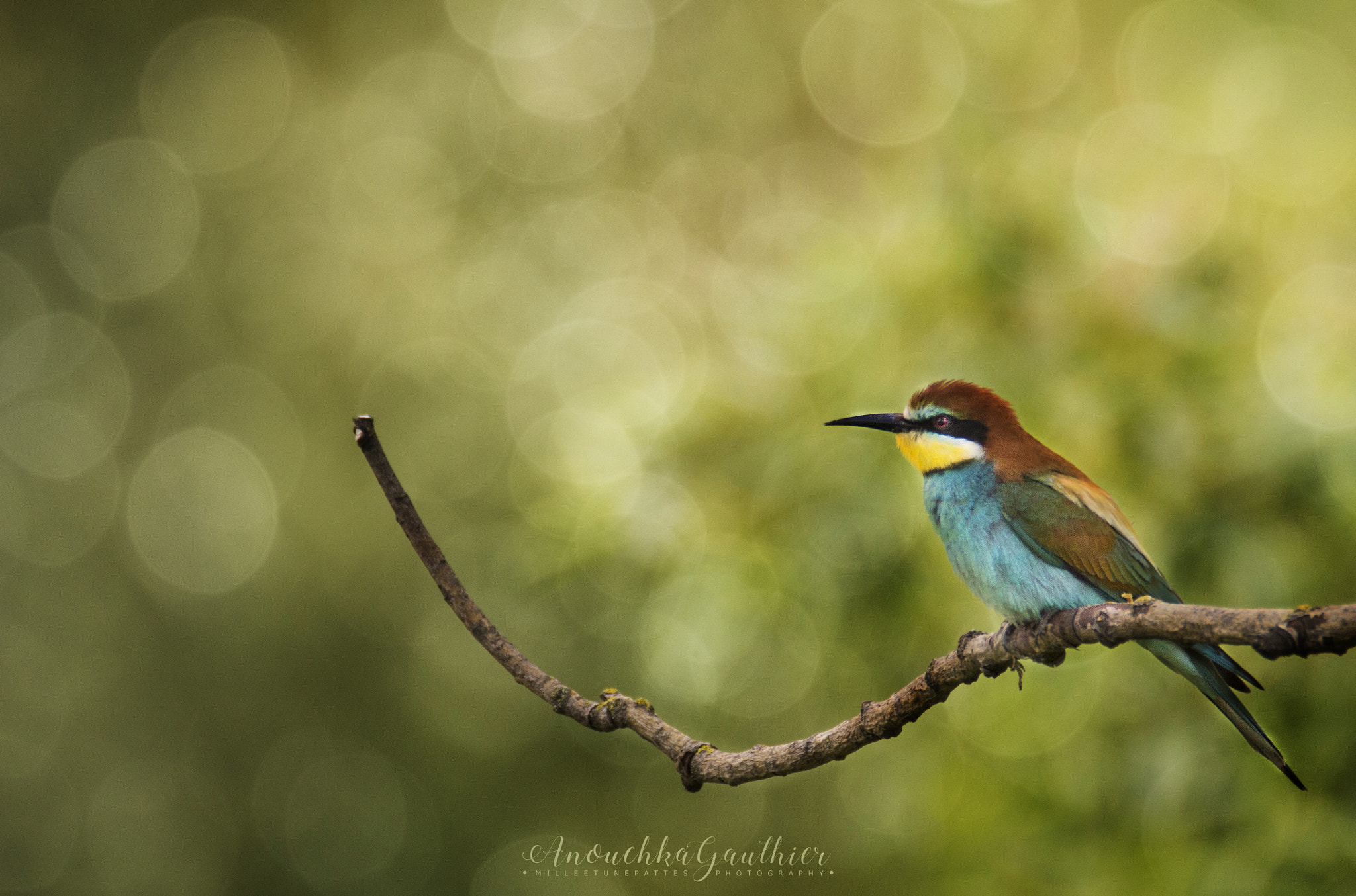 Tamron SP 150-600mm F5-6.3 Di VC USD sample photo. "colors" photography