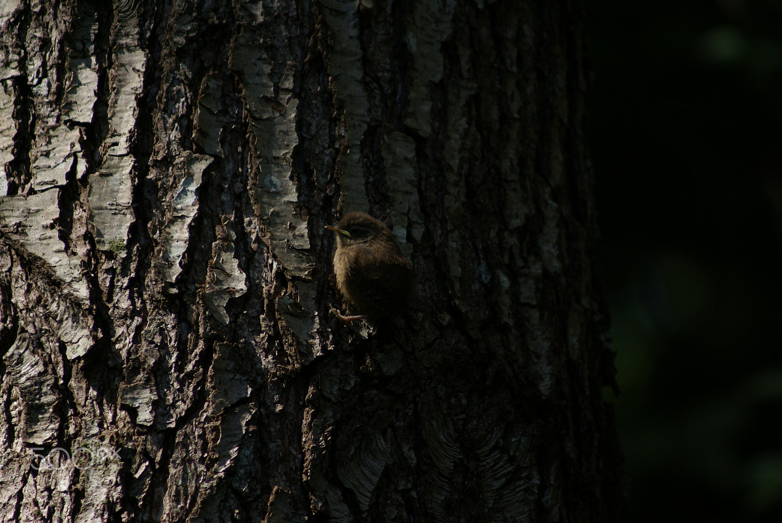 Sony 75-300mm F4.5-5.6 sample photo. Wren son photography