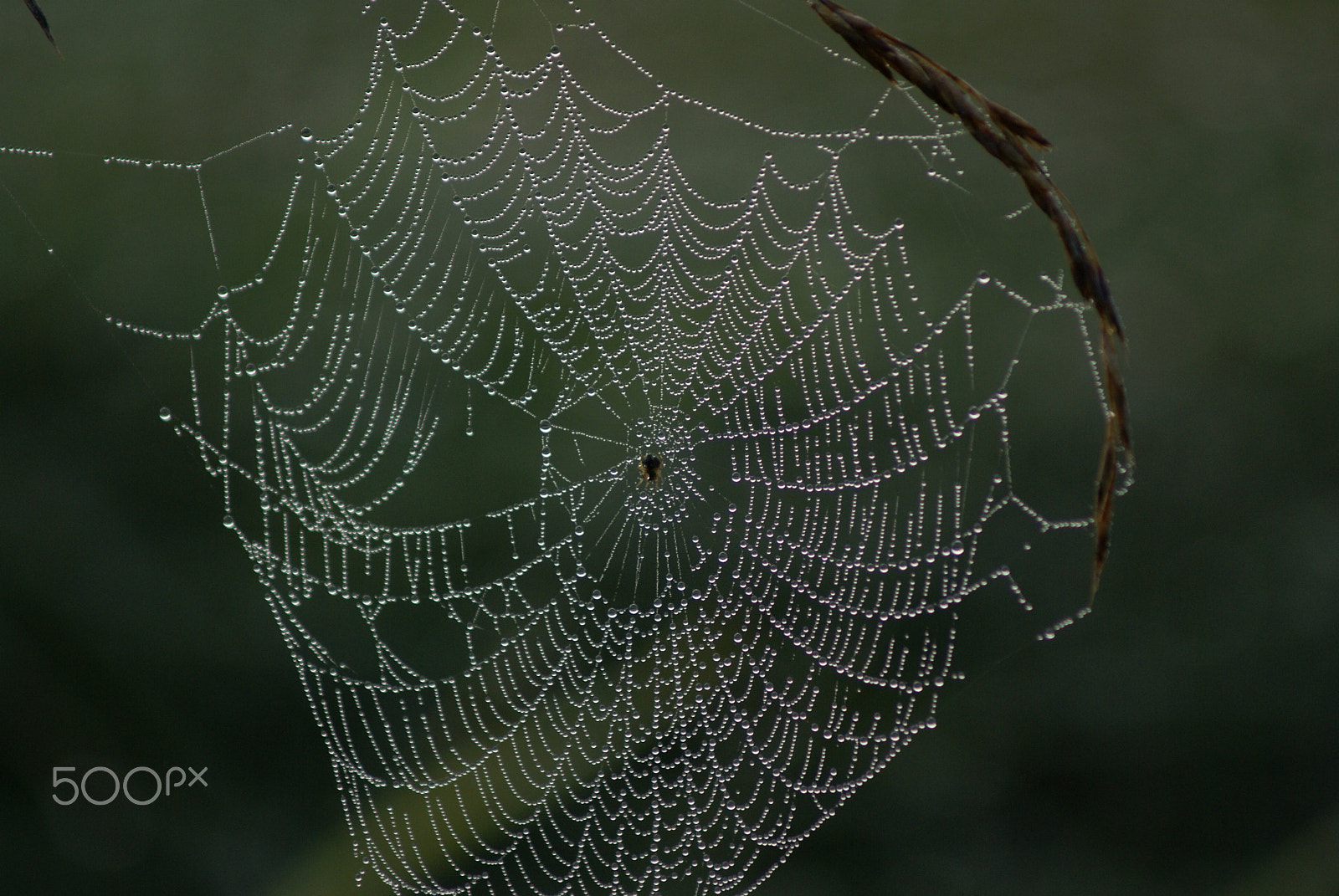 Sony 75-300mm F4.5-5.6 sample photo. Wet cobweb photography