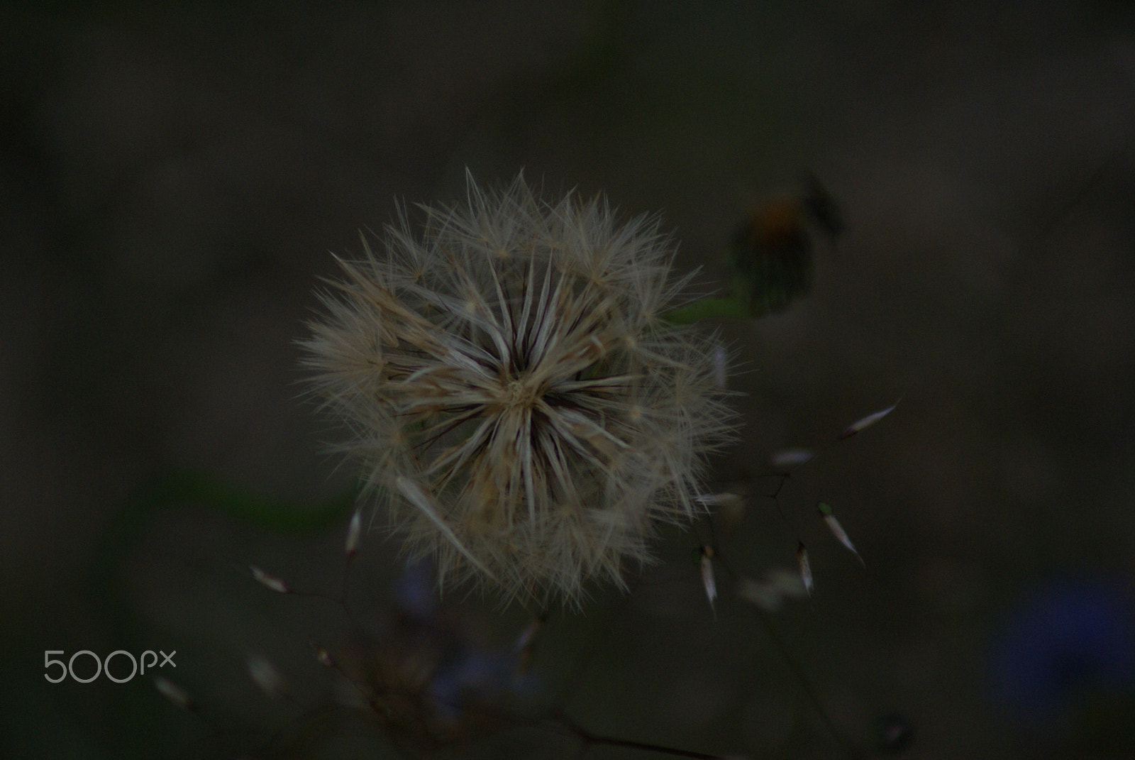 Sony 75-300mm F4.5-5.6 sample photo. Seeds flight photography