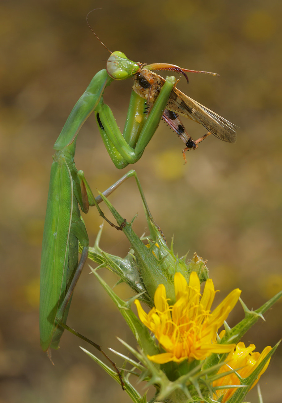 Canon EOS 50D + Tamron SP AF 90mm F2.8 Di Macro sample photo. Mantis photography