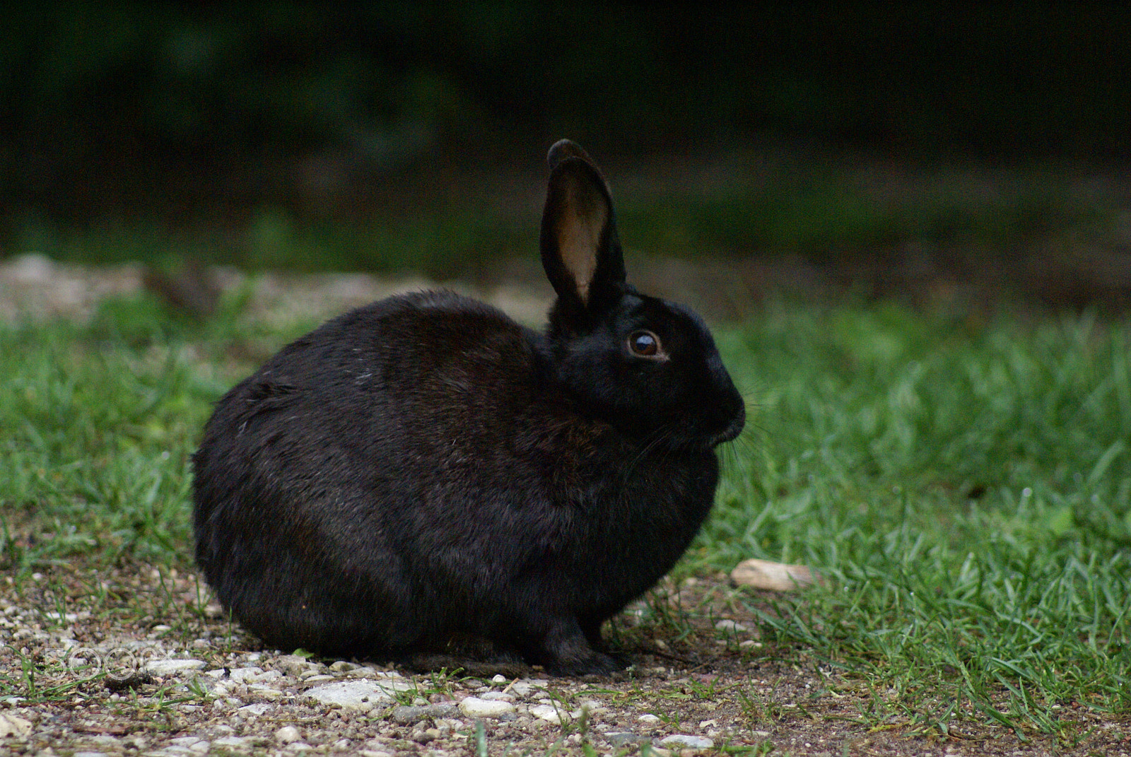 Sony 75-300mm F4.5-5.6 sample photo. Black rabit photography