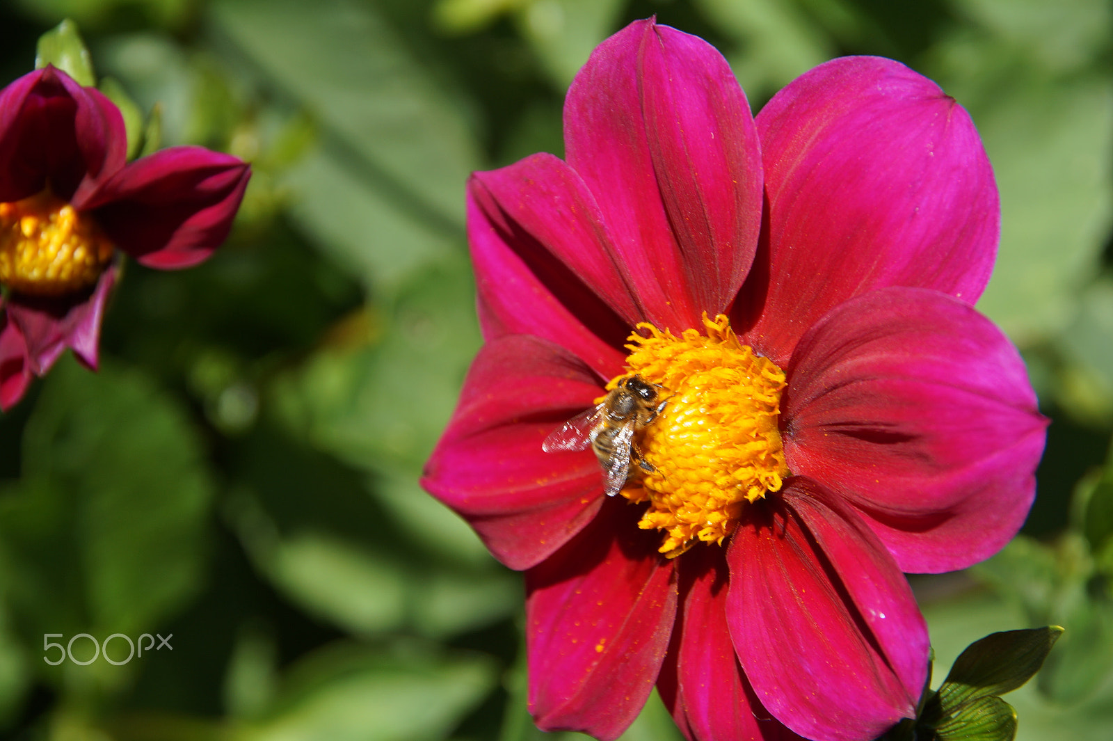 Sony SLT-A58 + Tamron Lens (255) sample photo. Silver wings on golden stamens photography