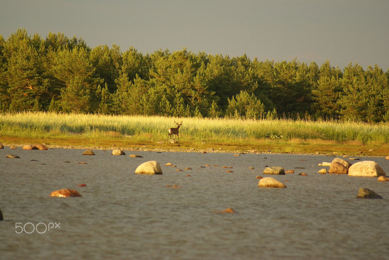 Sony 75-300mm F4.5-5.6 sample photo. Red deer photography