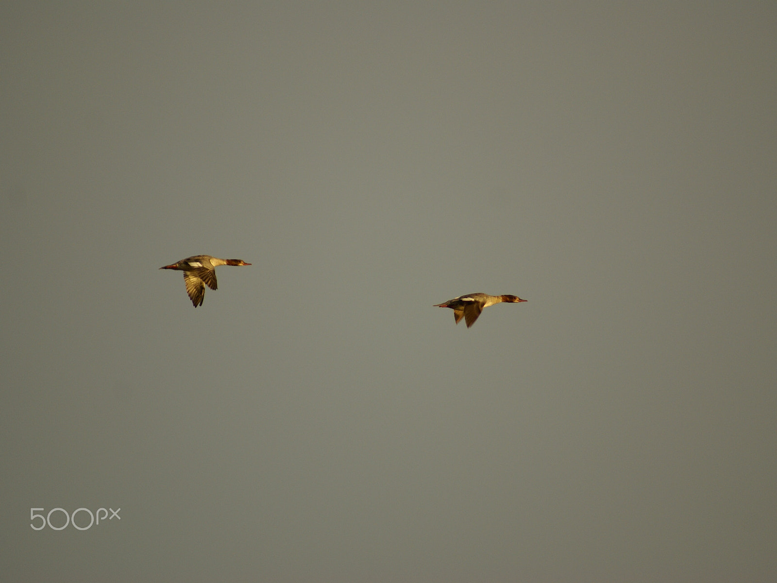 Sony 75-300mm F4.5-5.6 sample photo. Goosander photography
