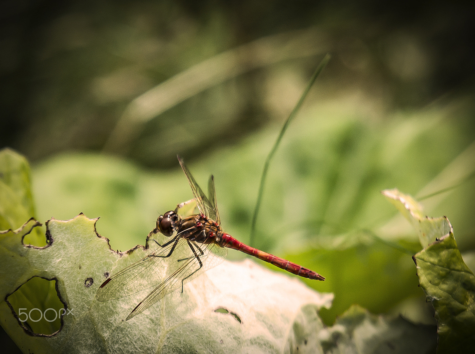 Tamron SP 70-200mm F2.8 Di VC USD sample photo. Dragon fly photography