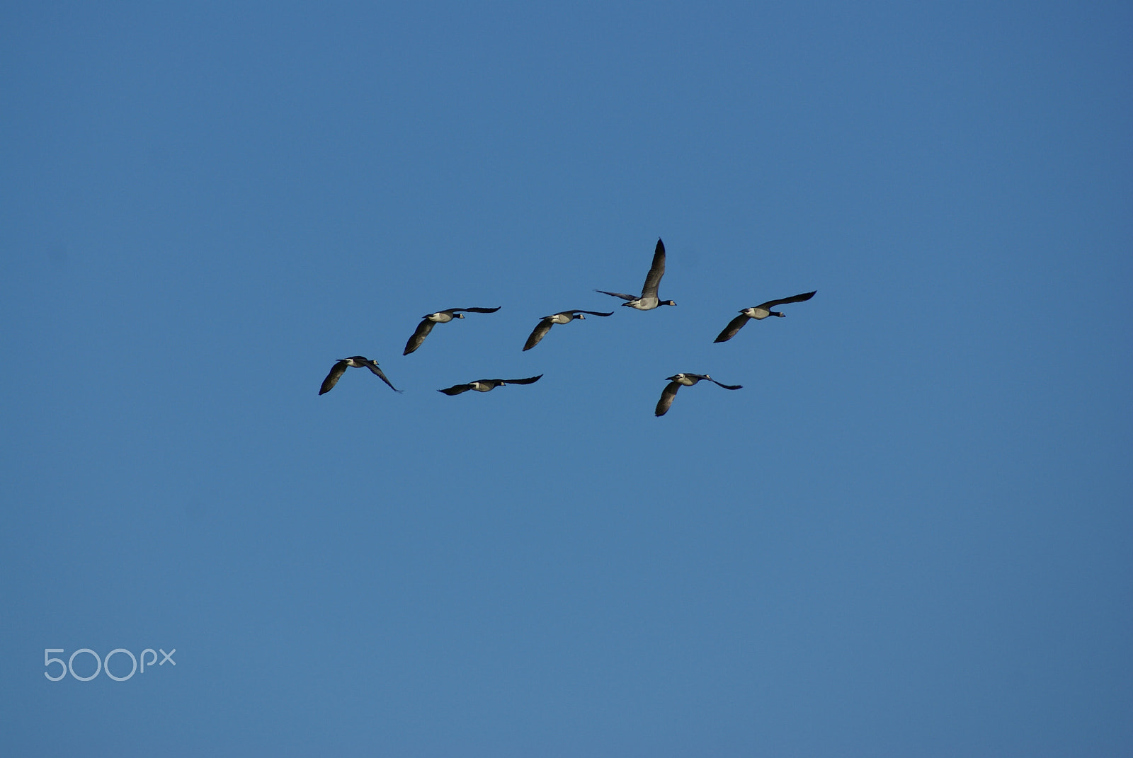Sony 75-300mm F4.5-5.6 sample photo. Barnacle goose photography