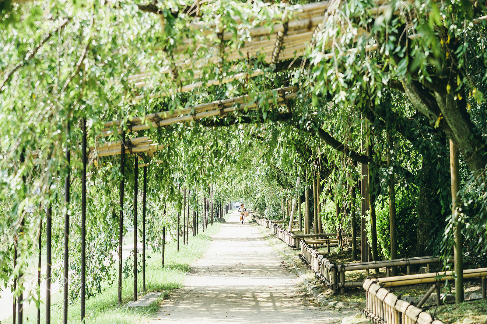 Nikon D4 sample photo. Nakaragi road photography