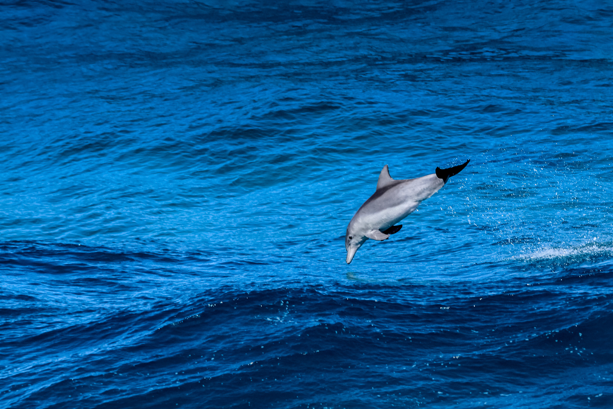Sigma 70-200mm F2.8 EX DG OS HSM sample photo. Flying dolphin photography