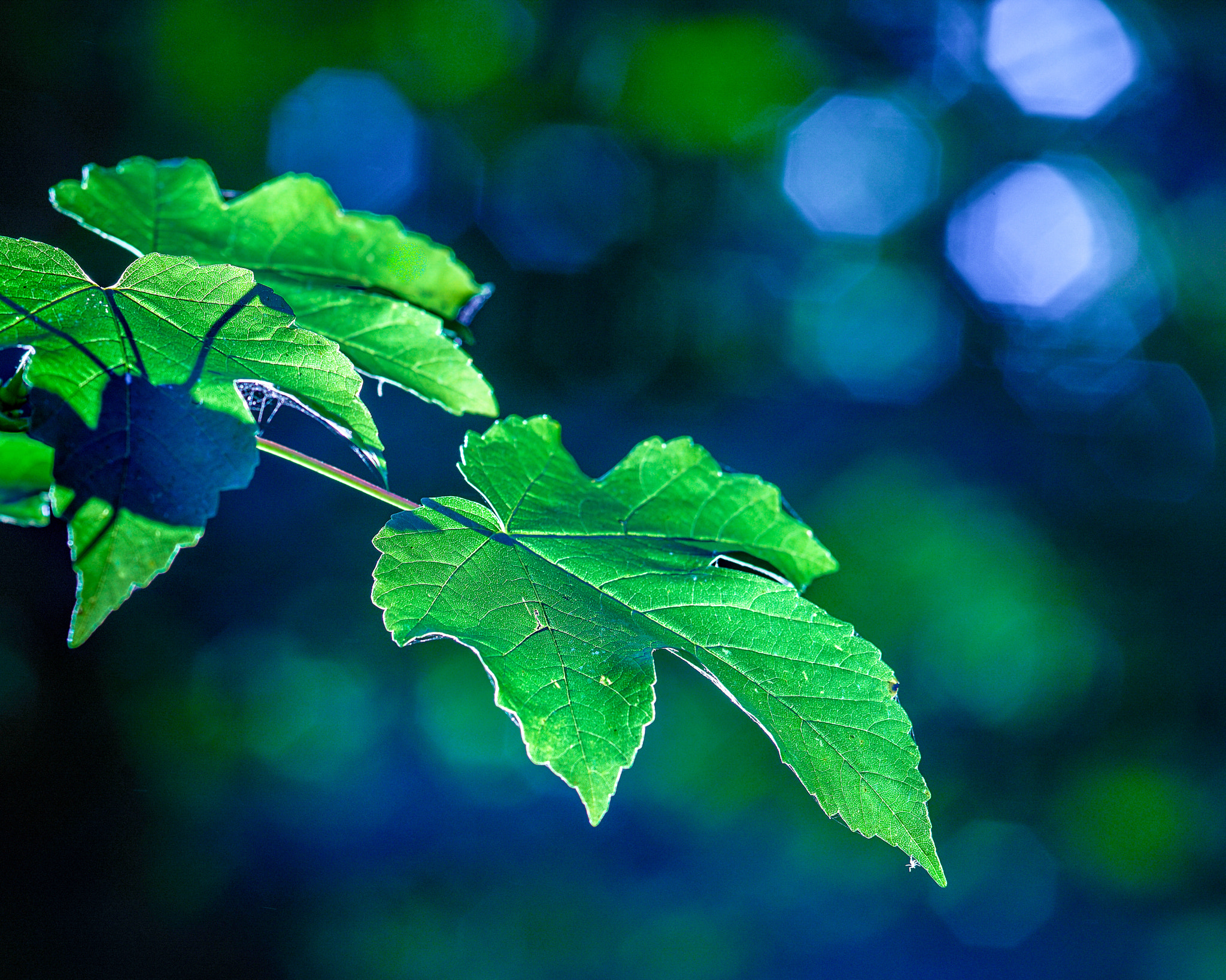 Phase One IQ3 100MP sample photo. Green and blue photography