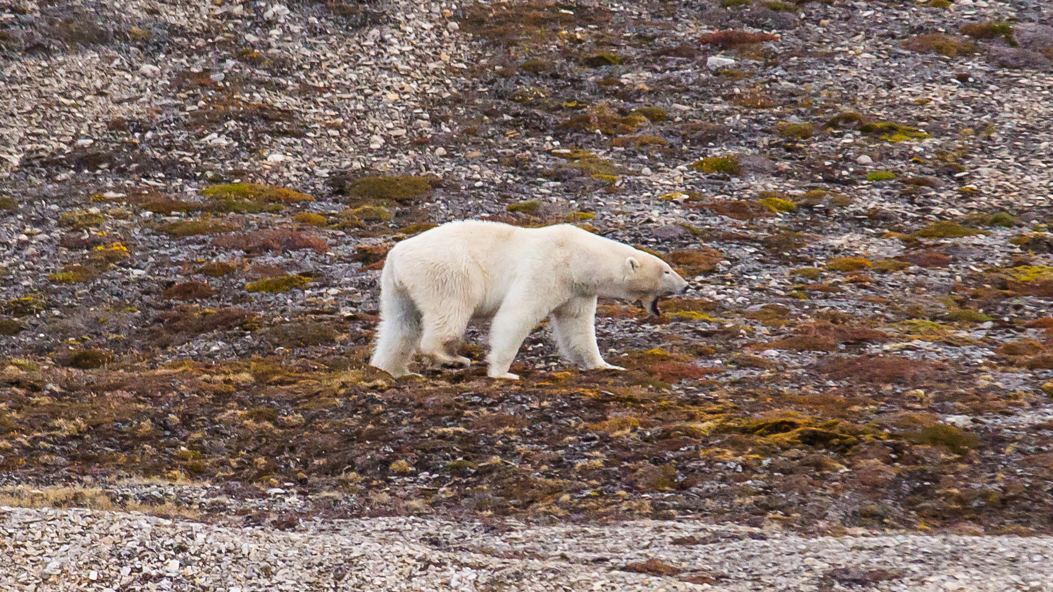Canon EOS 600D (Rebel EOS T3i / EOS Kiss X5) + Sigma 100-300mm f/4 sample photo. Polar bear at spitsbergen photography