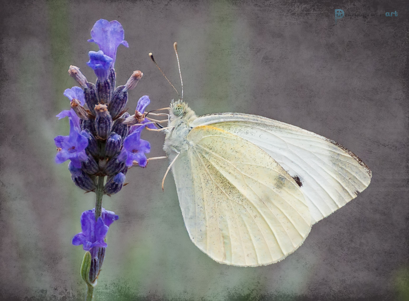 Nikon D5000 sample photo. Douceur matinale photography