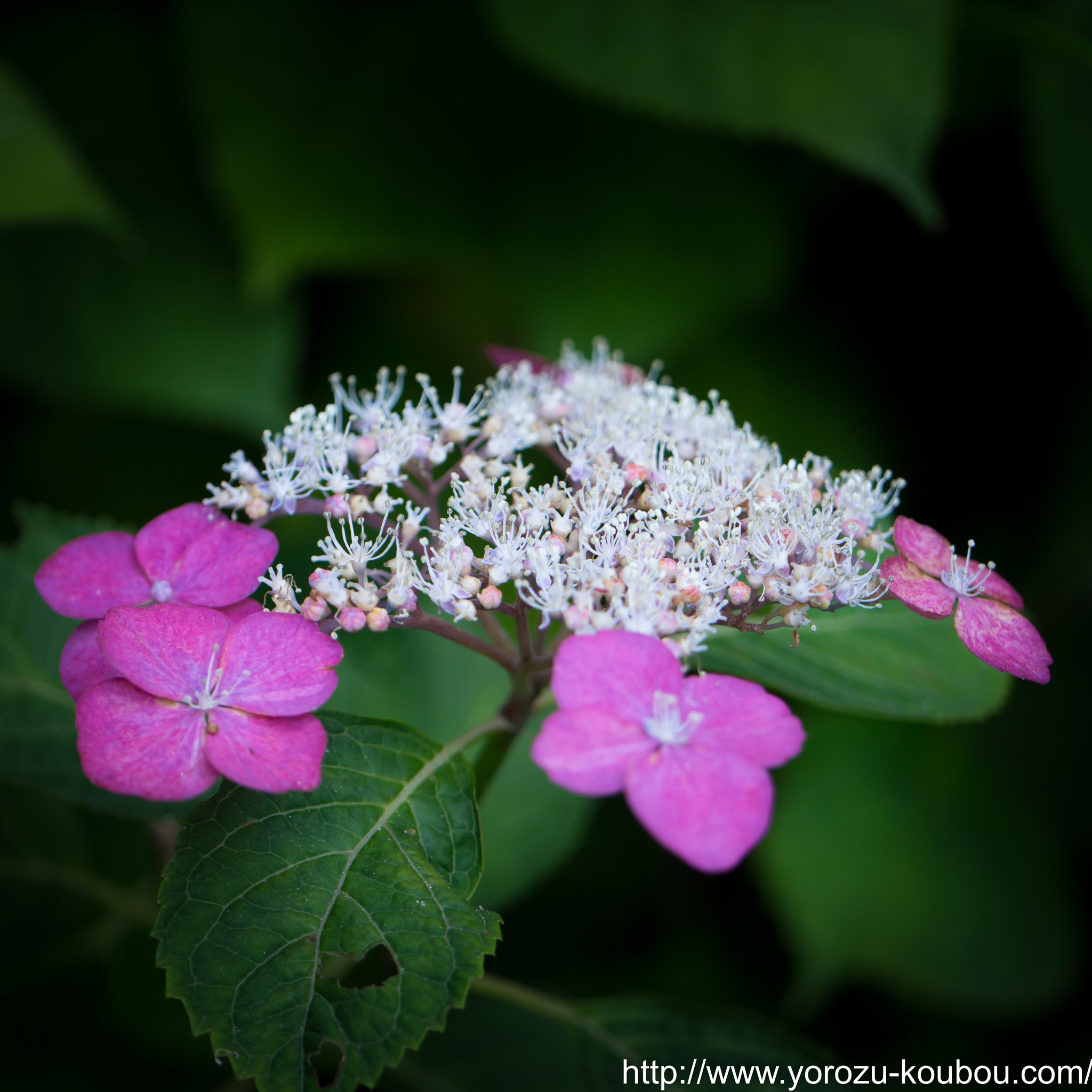 Panasonic Leica DG Macro-Elmarit 45mm F2.8 ASPH OIS sample photo. Hydrangea photography