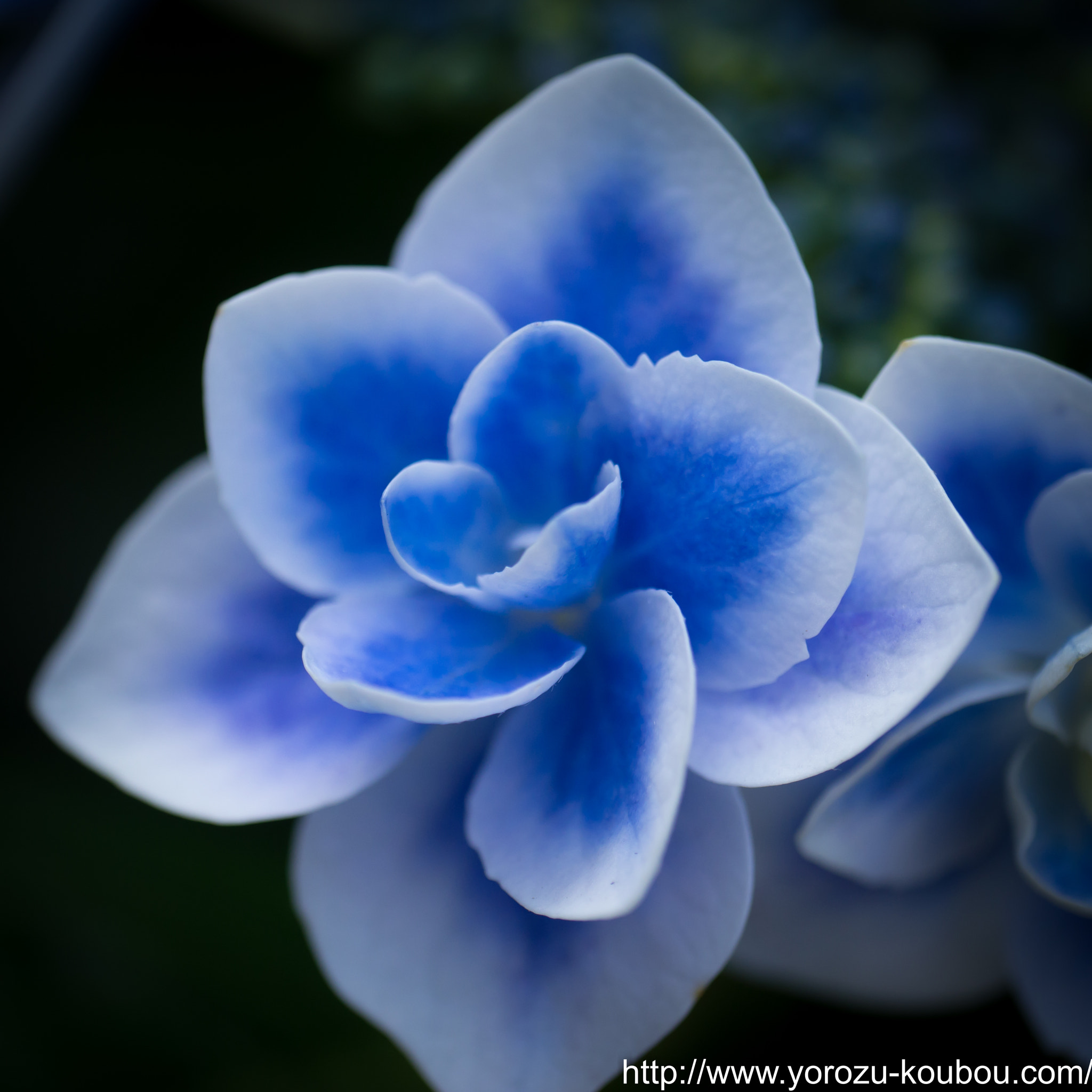 Panasonic Leica DG Macro-Elmarit 45mm F2.8 ASPH OIS sample photo. Hydrangea photography