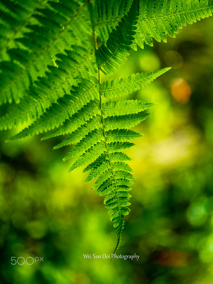 Panasonic Leica DG Macro-Elmarit 45mm F2.8 ASPH OIS sample photo. Fern 04 photography