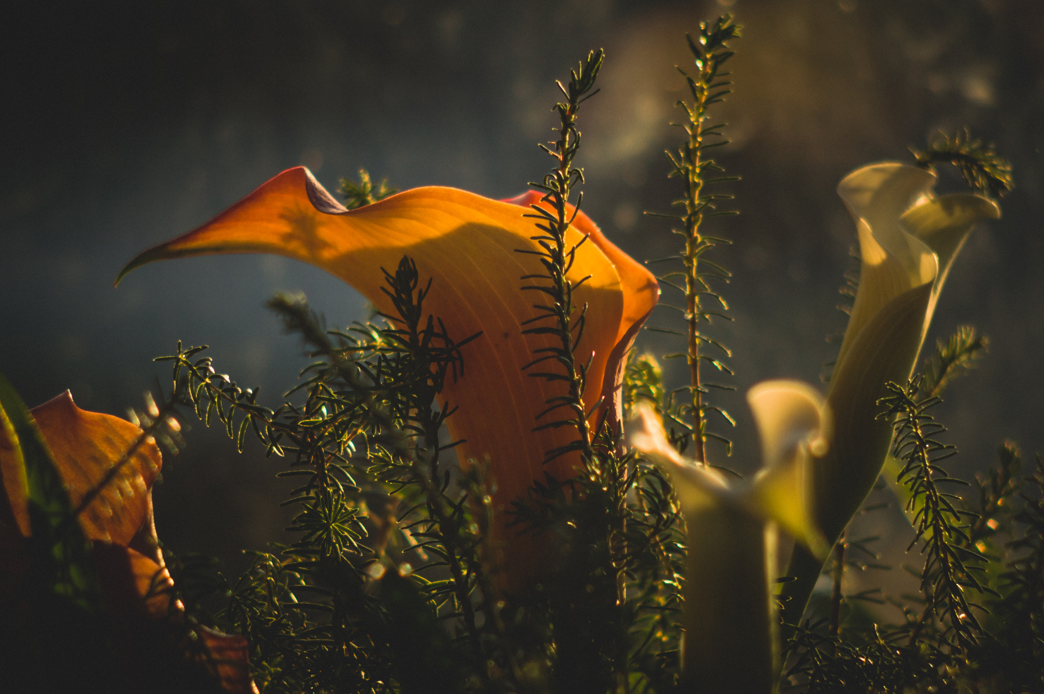 Nikon D3200 sample photo. Calla lilies photography