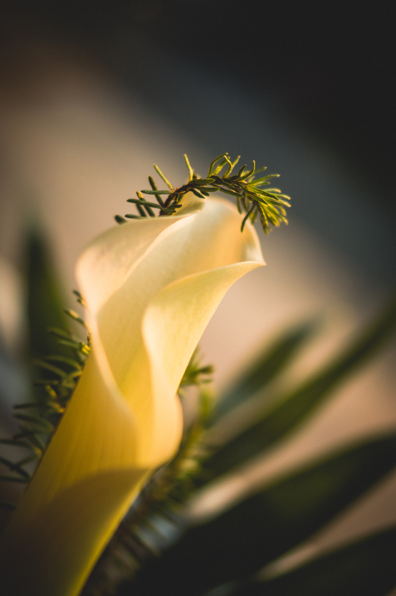 Nikon D3200 sample photo. Calla lily photography