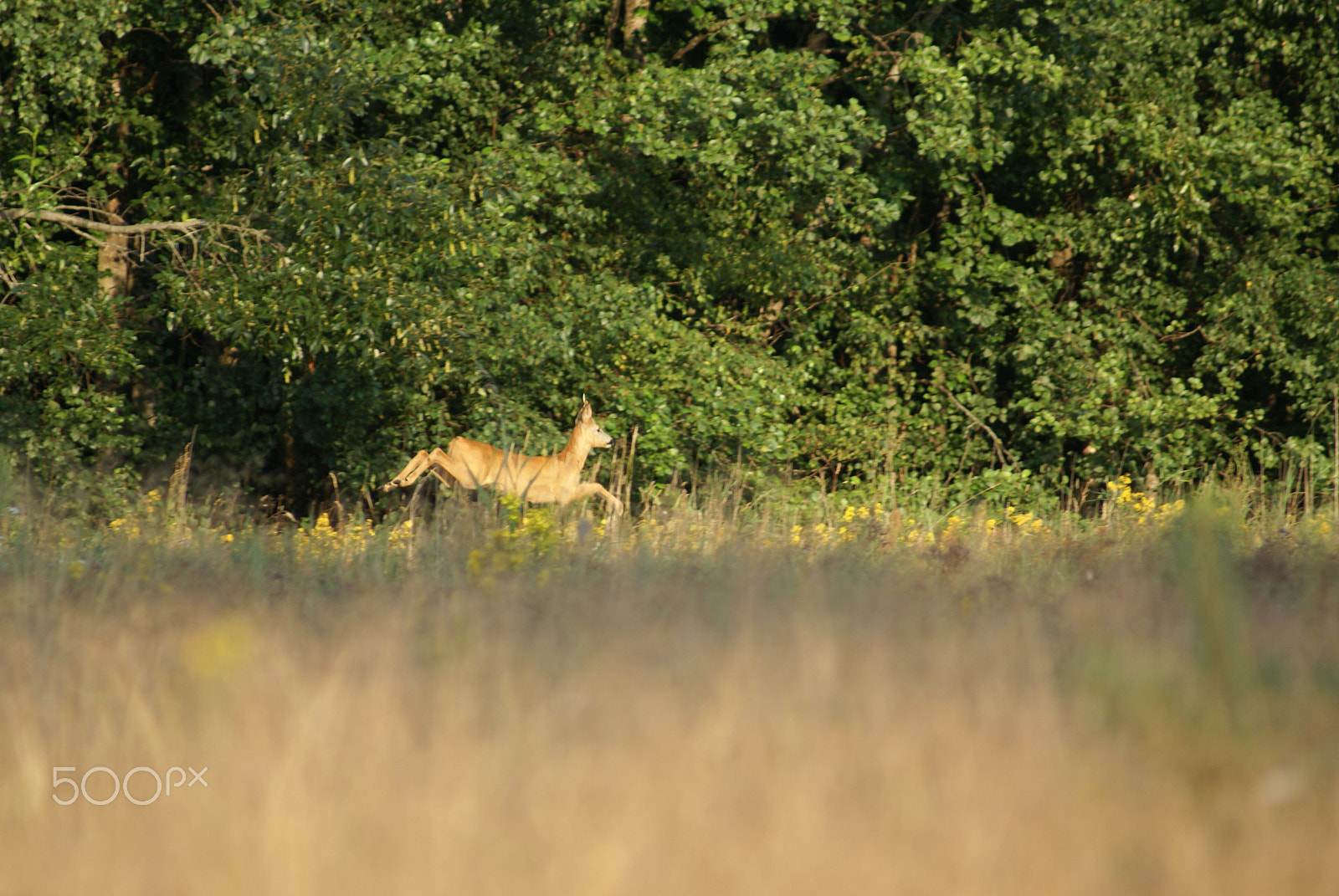 Sony 75-300mm F4.5-5.6 sample photo. Roe deer jump photography