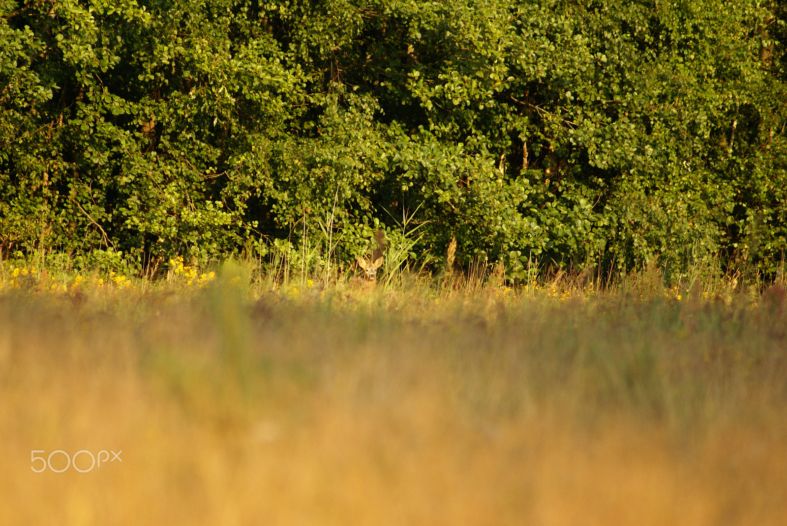Sony 75-300mm F4.5-5.6 sample photo. Where the roe deer? photography