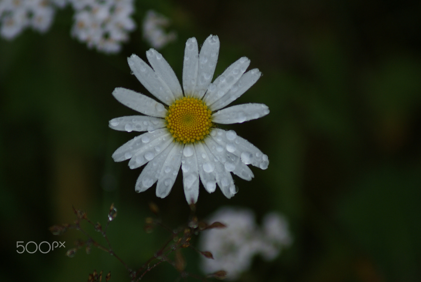 Sony 75-300mm F4.5-5.6 sample photo. Heavy rain photography