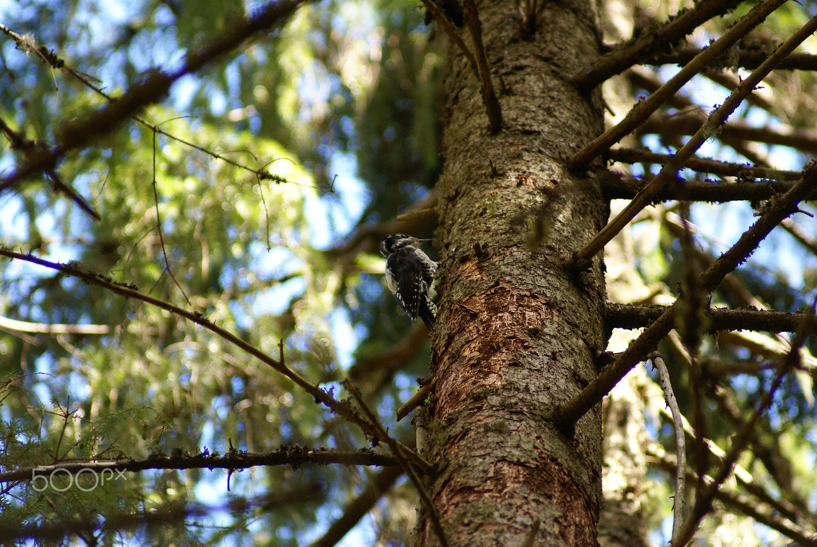 Sony 75-300mm F4.5-5.6 sample photo. Three-toed woodpecker photography