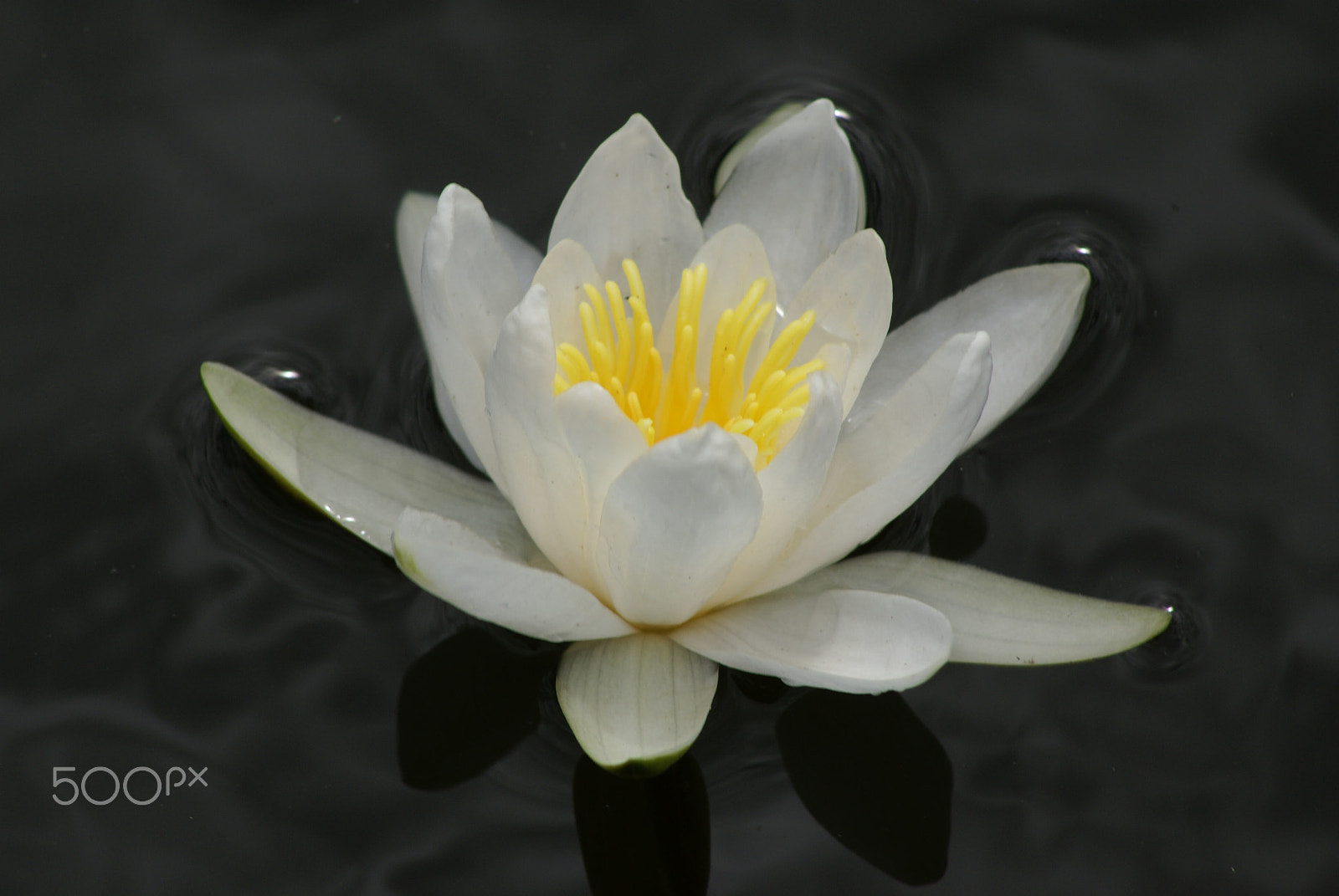 Sony 75-300mm F4.5-5.6 sample photo. White water lily photography