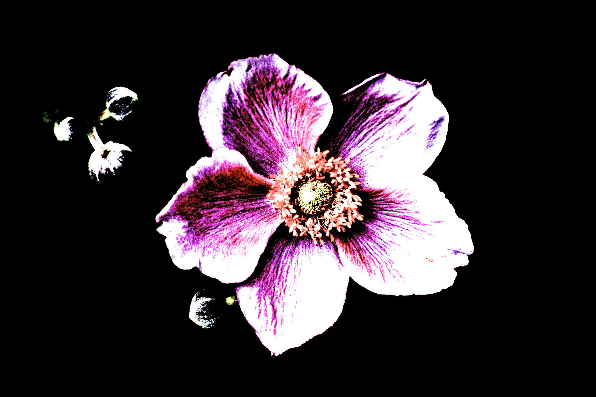 Nikon 1 J3 sample photo. Flower art photography